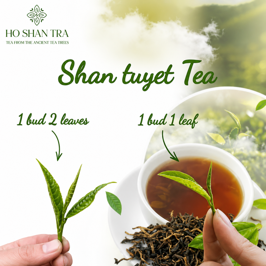 Shan Tuyet Tea: One Bud One Leaf vs. One Bud Two Leaves – What's the Difference?