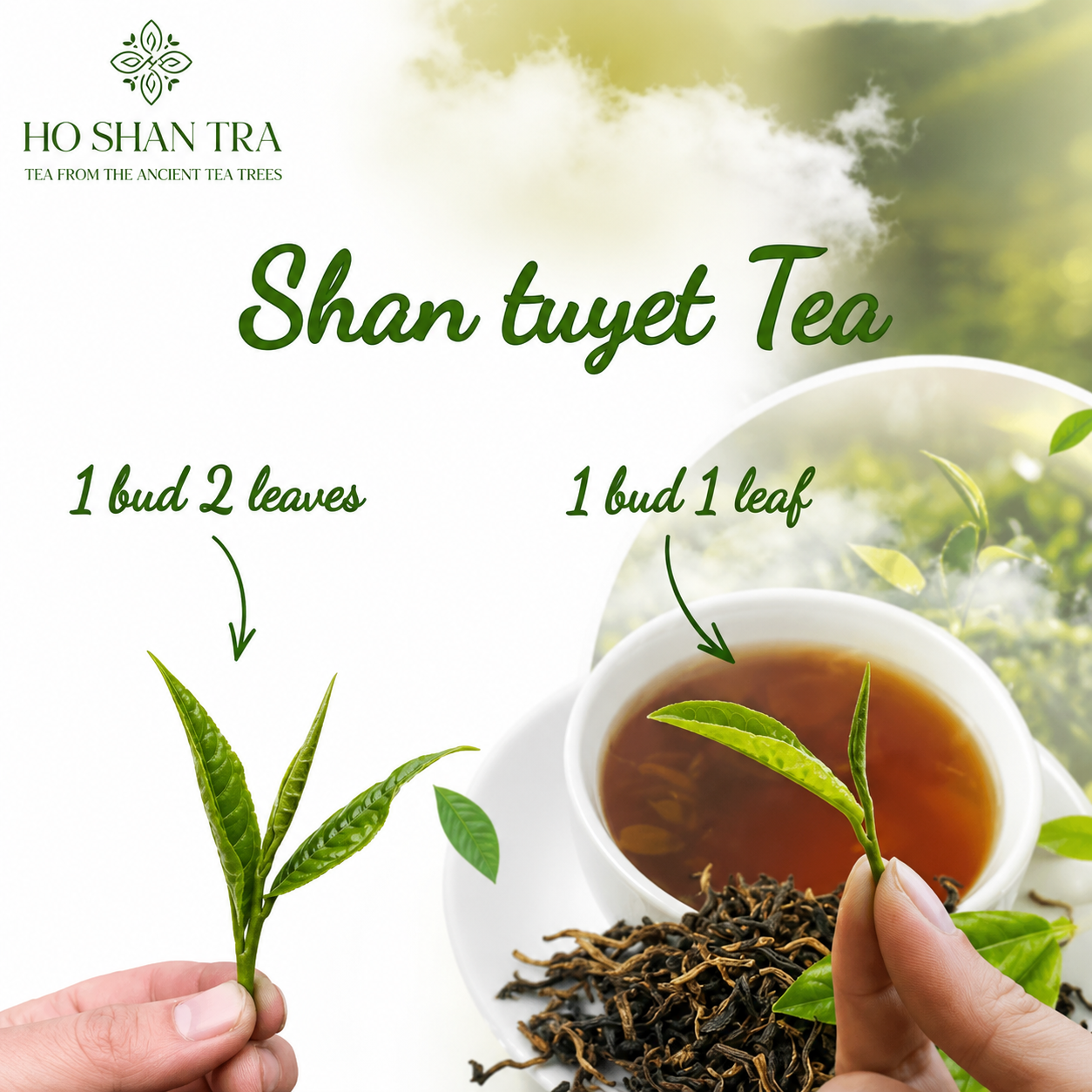Shan Tuyet Tea: One Bud One Leaf vs. One Bud Two Leaves – What's the Difference?