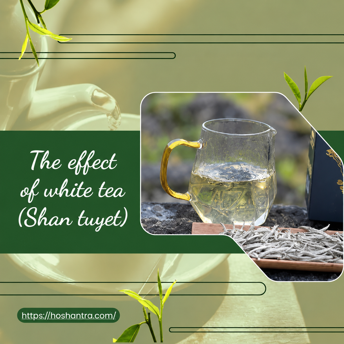 The Benefits of White Tea for Health, Beauty, and Mental Well-Being