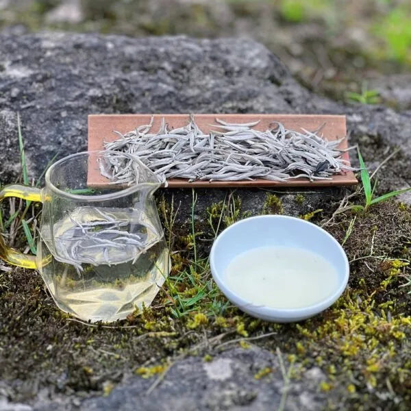 The Aroma of Shan Tuyet White Tea: Pure Essence from the Mountains of Northwest Vietnam