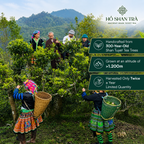 Ancient Snow Shan Green Tea