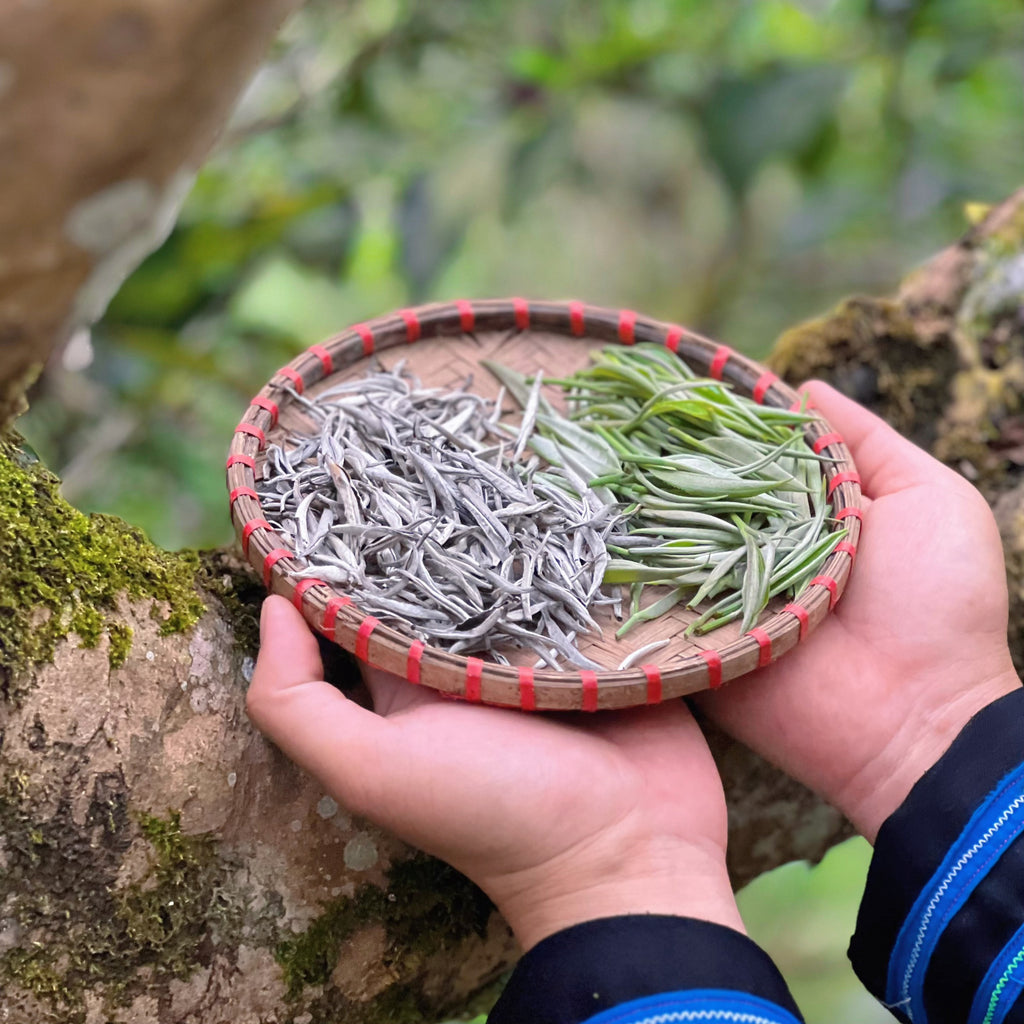 Ancient Snow Shan White Tea