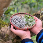 Ancient Snow Shan White Tea