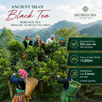 Ancient Snow Shan Black Tea