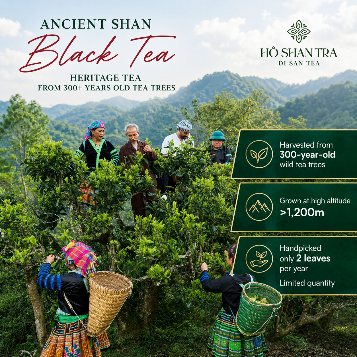 Ancient Snow Shan Black Tea