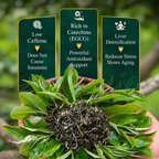 Ancient Snow Shan Green Tea