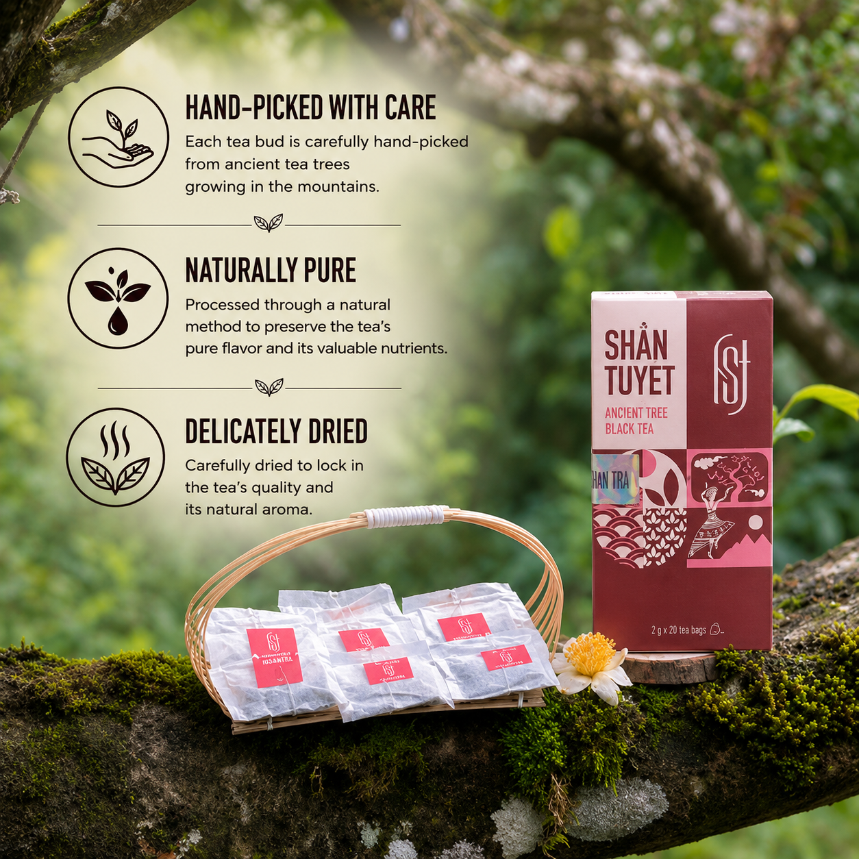 Shan Tuyet Black Tea Bags – From 300-Year-Old Wild Ancient Tea Trees