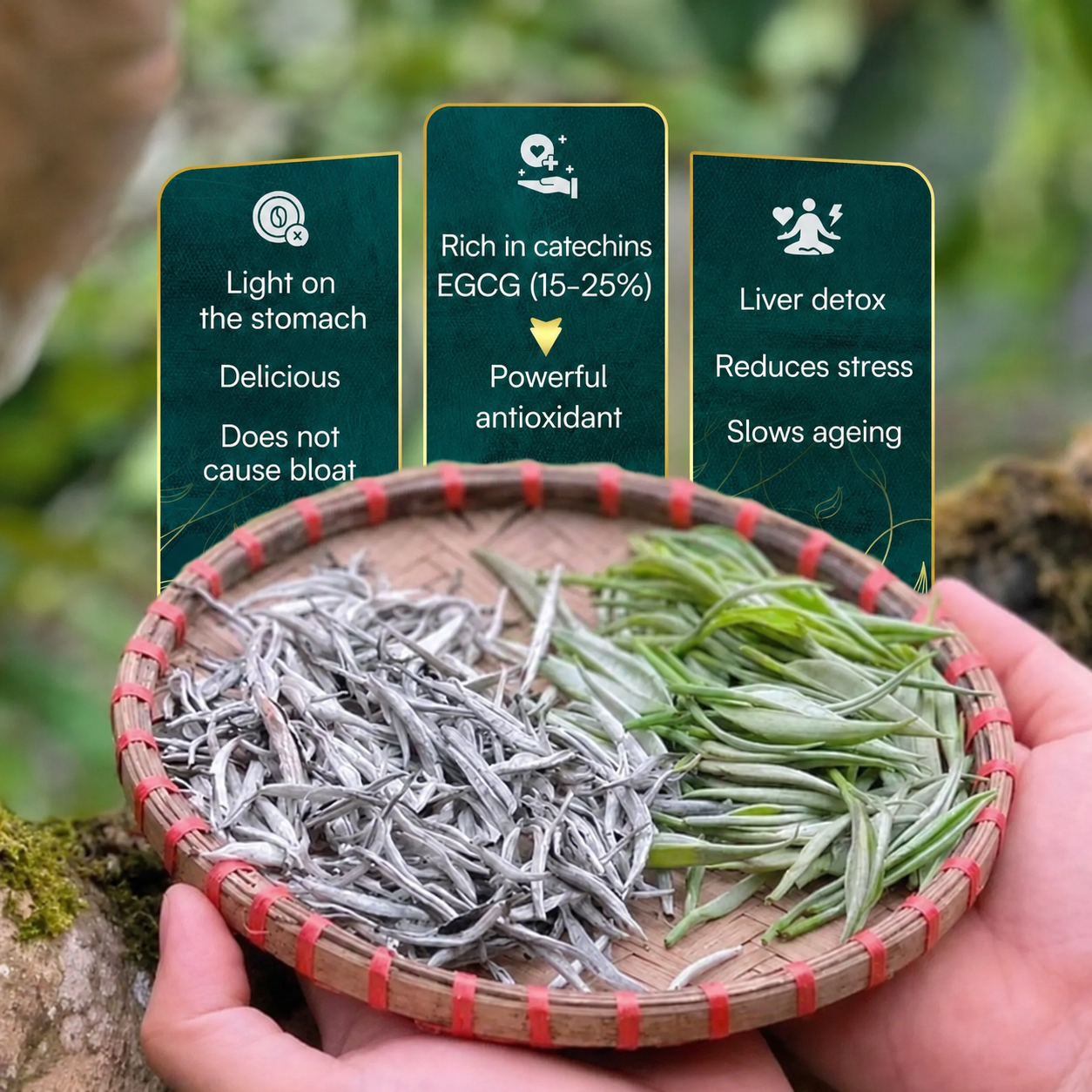 Ancient Snow Shan White Tea
