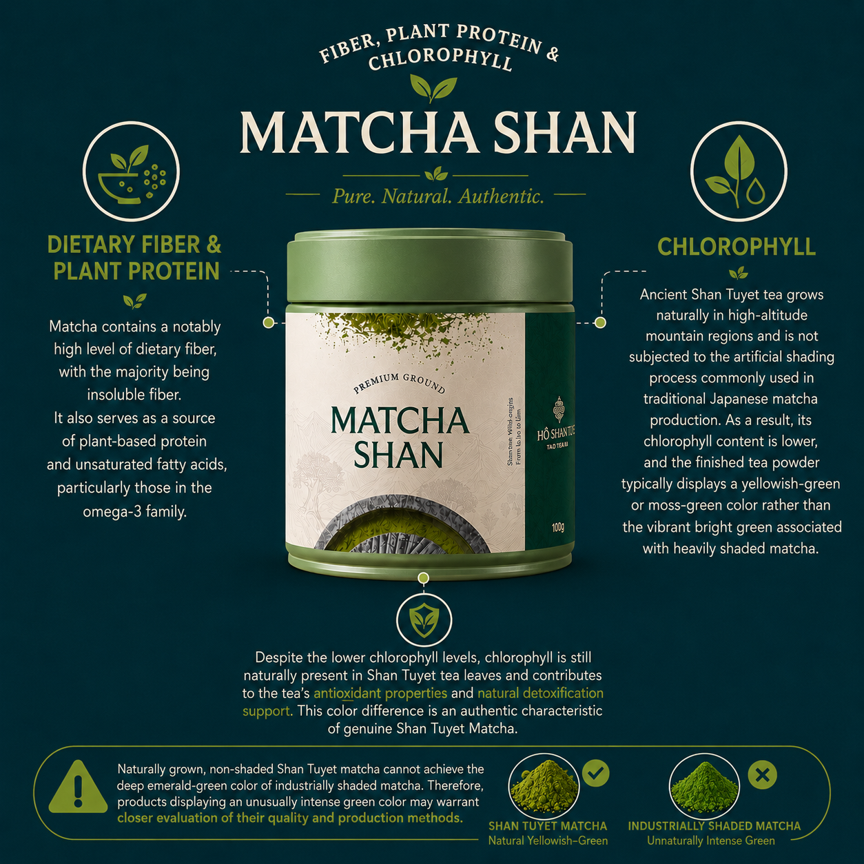 Matcha Shan — Wild Ancient Tree Matcha Powder from Vietnam